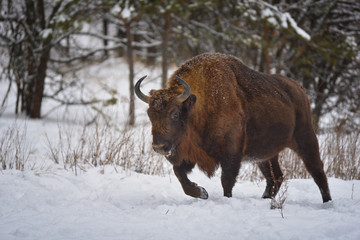 Wild European bison