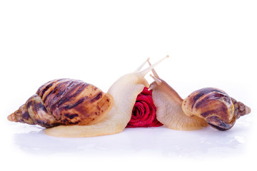 Beautiful snail on the rose bud.Сoncept of cosmetics or massage for advertising beauty salon, spa-center.Snails crawling on a rose to meet each other, the concept of love and tenderness. Red Rose.