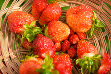 Ripe, juicy and red, strawberries in a plate close-up, in full frame.