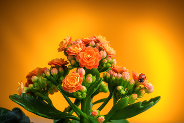 .Red ladybug on a beautiful flowering flower 