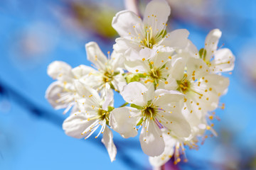 Apple Blossom Photo.Apple blossom petals with beauty bokeh.Blossom apple. Spring flowering apple tree in the garden, close up. Flowers of apple with green leaves against the blue sky.