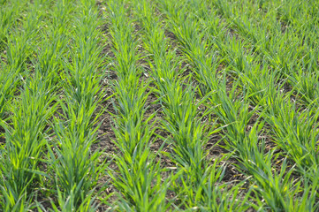 Winter wheat sowings