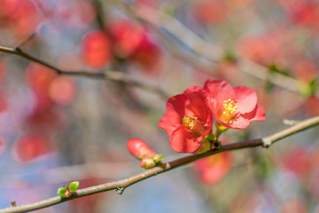 Japanese quince scarlet flowers over a blurred background with space