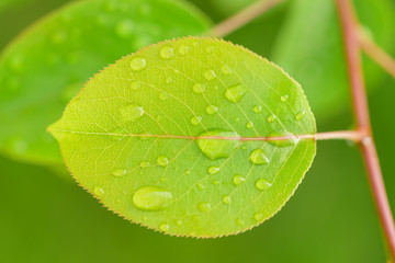 Beautiful leaf texture in nature.Big beautiful drops of transparent rainwater on green leaves.Dew drop in the morning on a green leaf with sunlight.Beautiful green leaf with drops of water.