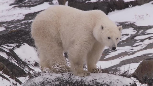 Polar bear walking on snowy rocks, Churchill, Manitoba, Canada 