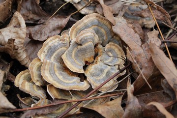 Turkey Tail Mushrooms