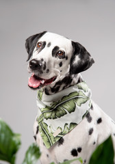 Dalmatian dog in bandana among the green exotic leaves in studio on the white grey background. Funny dog muzzle with happy smiling expression looking forward into camera.