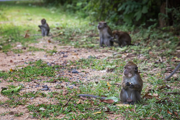 Group of Long-tailed macaque monkeys in the wild, taken on  Langkawi island, Malaysia