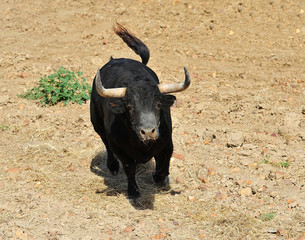 toro en el campo