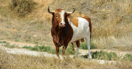 bull in spain