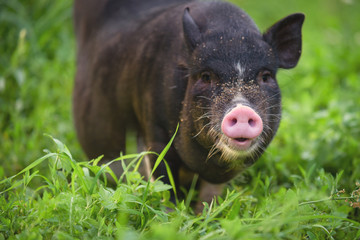 Portrait of black pig with a pink heel. Portrait of an animal. Pig close-up on the background of nature. Pig..