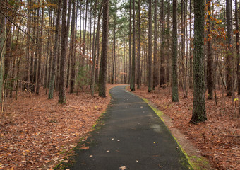 Path in the forest during the fall season.  Walking in the woods.