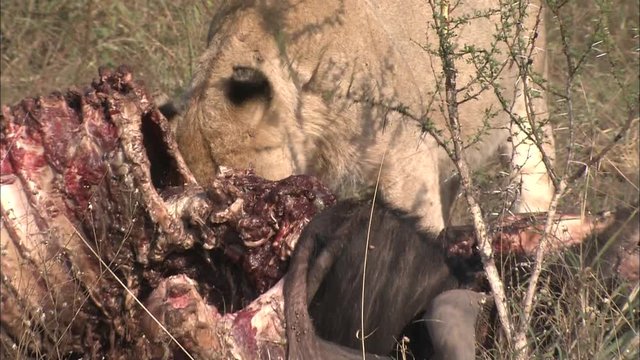 A young adolescent Lion (Panthera leo) eating, biting, chewing at a Wildebeest, Gnu carcass, fresh kill, in the African bushveld, dry winter grass. Lion Behaviour, South Africa 