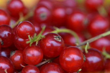 Close up von frisch gepflückten Johannisbeeren mit verschwommenem Hintergrund