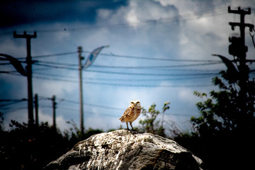 Owl in broad daylight