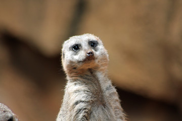 Fototapeta premium meerkat on guard