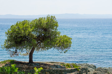 Fototapeta na wymiar Lonely tree on rock and blue sea water in background, Chalkidiki , Greece.