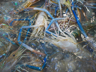Large shrimp in the fresh market