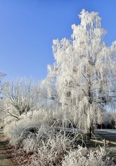 Trees and Bushes Covered in Hoar Frost on a Sunny Winter Day in Senftenberg, Lausitz, Brandenburg, Germany