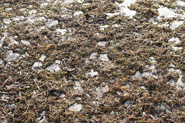 Plowed spring field. The beginning of the season of field work. Agro-industrial farm business. Snow melts on the ground. Warming and changing seasons. Farewell winter. Awakening Breed