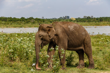 Naklejka na ściany i meble Adult Asian elephant walking next to the lake in Udawalawe national park in Sri Lanka, Asia.