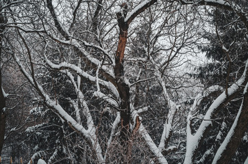 rees are covered by hoarfrost, The trees growing in wood in a winter season
