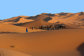 Fototapeta na wymiar Camel caravan trekking in the Sahara desert