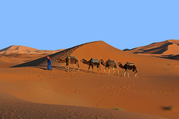 Camel caravan trekking in the Sahara desert
