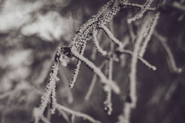 branches covered in snow and ice crystals