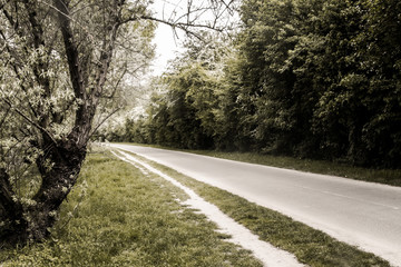 Obraz premium Gournay