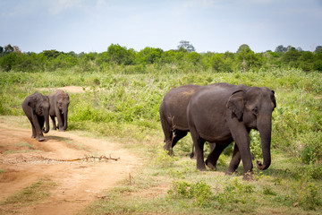 Several Asian elephant walking in line next to the lush green grass in Udawalawe national park in Sri Lanka, Asia.