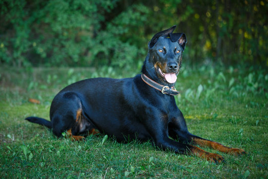 black and tan Doberman pintcher laying outside