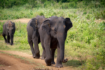 Family of Asian elephant walking in line next to the lush green grass in Udawalawe national park in Sri Lanka, Asia.