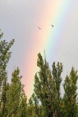  Rainbow in the city over the trees