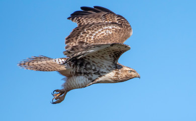 Red-tailed hawk