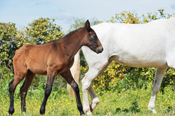 purebred  spanish foal walking with her motherin  tangerine garden. Andalusia. Spain