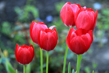 Fototapeta premium Little plantation of red tulips.
