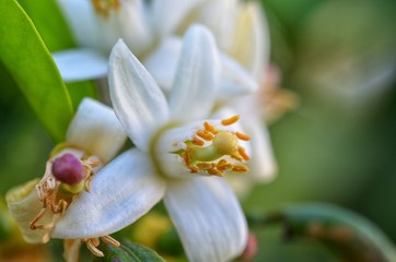 citrus flower