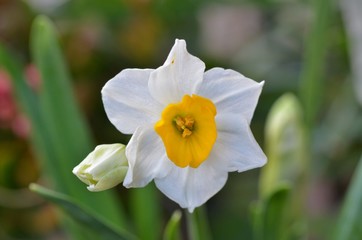 daffodil in the garden