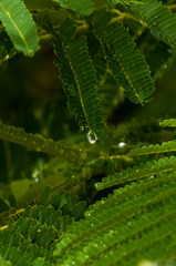 Fototapeta premium WATER DROPLET AMONG SMALL LEAVES