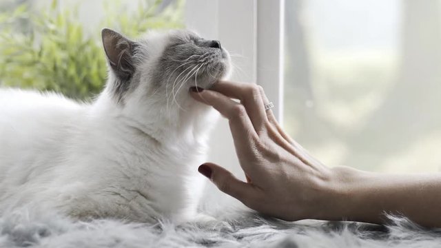 Woman rubbing her lovely cat lying on a soft carpet