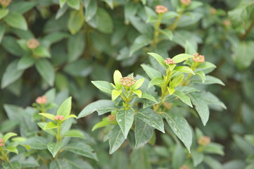 Viburnum tinus