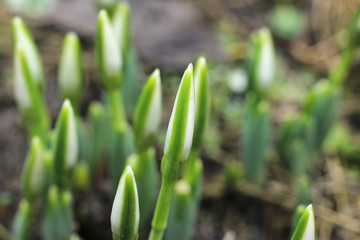 Young snowdrops begin to bloom in the garden.