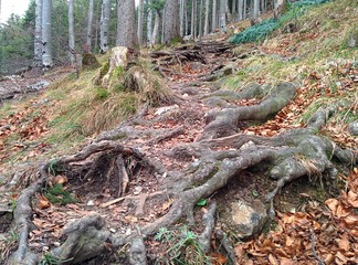 Große Baumwurzeln im Wald an einem Hang