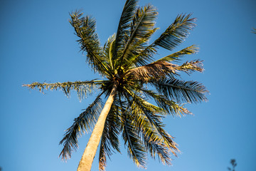 Obraz na płótnie Canvas palmera