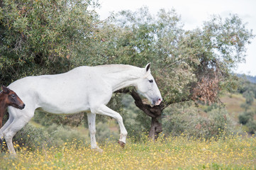 Obraz na płótnie Canvas brood spanish mare walking in olive garden with her foal. Andalusia. Spain