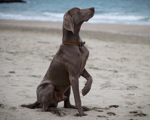 The dog Ares posing. His breed is Weimaraner.