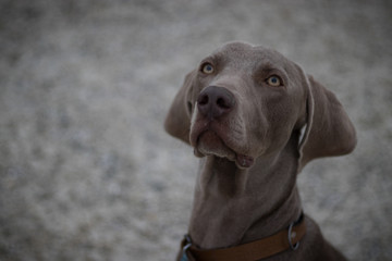 Portrait of the dog Ares. His breed is Weimaraner.