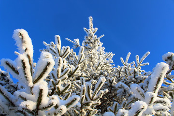 Beautiful Christmas tree covered with snow. Bottom view. Isolated against a blue sky. Close-up. Background. Landscape.