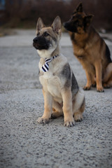 Photo of Baron and Attila.